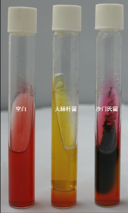 VRBA內(nèi)的紅色小菌落，有可能是沙門(mén)氏菌？