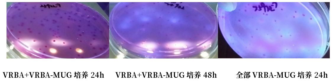 GB 4789.38-2025《食品安全國(guó)家標(biāo)準(zhǔn) 食品微生物學(xué)檢驗(yàn) 大腸埃希氏菌計(jì)數(shù)》解讀 GB 4789.38-2025《食品安全國(guó)家標(biāo)準(zhǔn) 食品微生物學(xué)檢驗(yàn) 大腸埃希氏菌計(jì)數(shù)》解讀