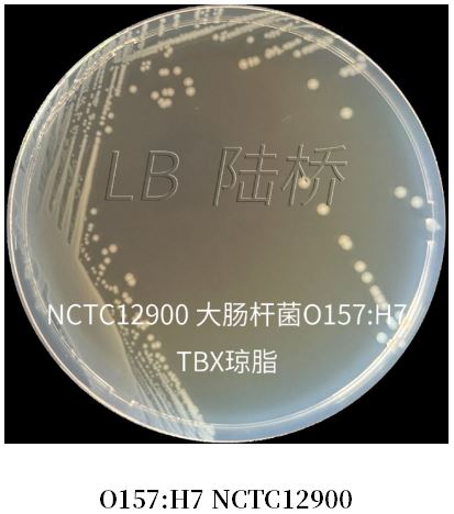 GB 4789.38-2025《食品安全國(guó)家標(biāo)準(zhǔn) 食品微生物學(xué)檢驗(yàn) 大腸埃希氏菌計(jì)數(shù)》解讀 GB 4789.38-2025《食品安全國(guó)家標(biāo)準(zhǔn) 食品微生物學(xué)檢驗(yàn) 大腸埃希氏菌計(jì)數(shù)》解讀