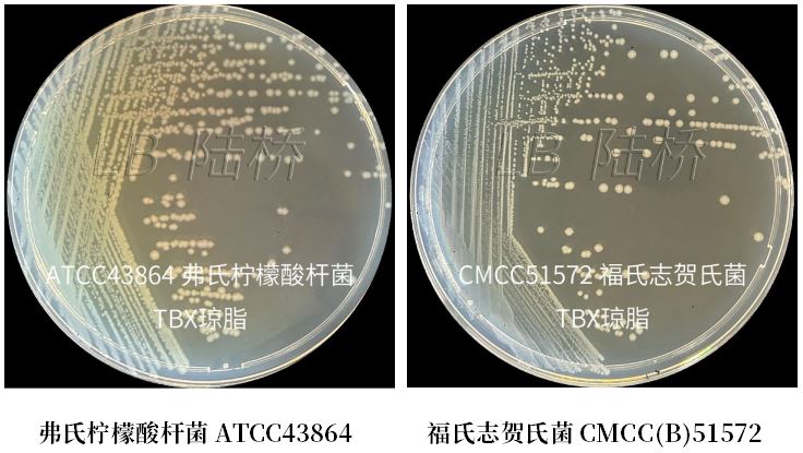 GB 4789.38-2025《食品安全國(guó)家標(biāo)準(zhǔn) 食品微生物學(xué)檢驗(yàn) 大腸埃希氏菌計(jì)數(shù)》解讀 GB 4789.38-2025《食品安全國(guó)家標(biāo)準(zhǔn) 食品微生物學(xué)檢驗(yàn) 大腸埃希氏菌計(jì)數(shù)》解讀