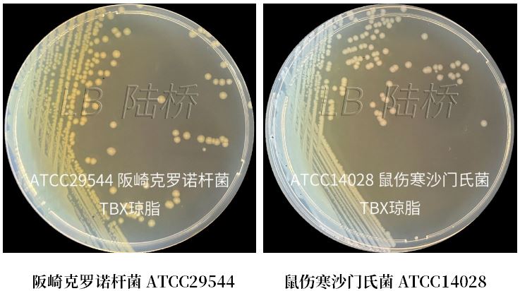 GB 4789.38-2025《食品安全國(guó)家標(biāo)準(zhǔn) 食品微生物學(xué)檢驗(yàn) 大腸埃希氏菌計(jì)數(shù)》解讀 GB 4789.38-2025《食品安全國(guó)家標(biāo)準(zhǔn) 食品微生物學(xué)檢驗(yàn) 大腸埃希氏菌計(jì)數(shù)》解讀