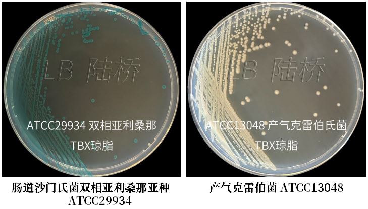 GB 4789.38-2025《食品安全國(guó)家標(biāo)準(zhǔn) 食品微生物學(xué)檢驗(yàn) 大腸埃希氏菌計(jì)數(shù)》解讀 GB 4789.38-2025《食品安全國(guó)家標(biāo)準(zhǔn) 食品微生物學(xué)檢驗(yàn) 大腸埃希氏菌計(jì)數(shù)》解讀