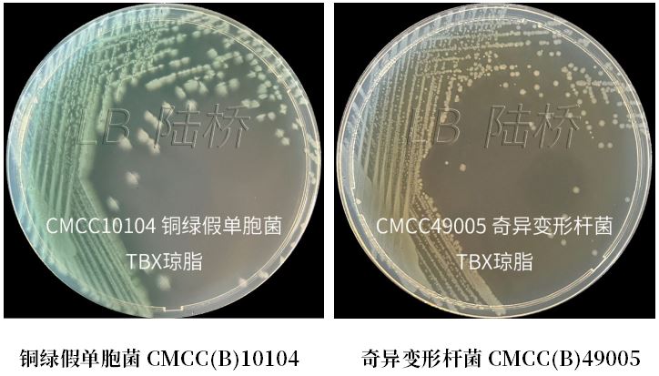 GB 4789.38-2025《食品安全國(guó)家標(biāo)準(zhǔn) 食品微生物學(xué)檢驗(yàn) 大腸埃希氏菌計(jì)數(shù)》解讀 GB 4789.38-2025《食品安全國(guó)家標(biāo)準(zhǔn) 食品微生物學(xué)檢驗(yàn) 大腸埃希氏菌計(jì)數(shù)》解讀