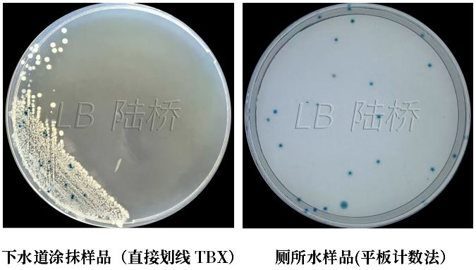 GB 4789.38-2025《食品安全國(guó)家標(biāo)準(zhǔn) 食品微生物學(xué)檢驗(yàn) 大腸埃希氏菌計(jì)數(shù)》解讀 GB 4789.38-2025《食品安全國(guó)家標(biāo)準(zhǔn) 食品微生物學(xué)檢驗(yàn) 大腸埃希氏菌計(jì)數(shù)》解讀
